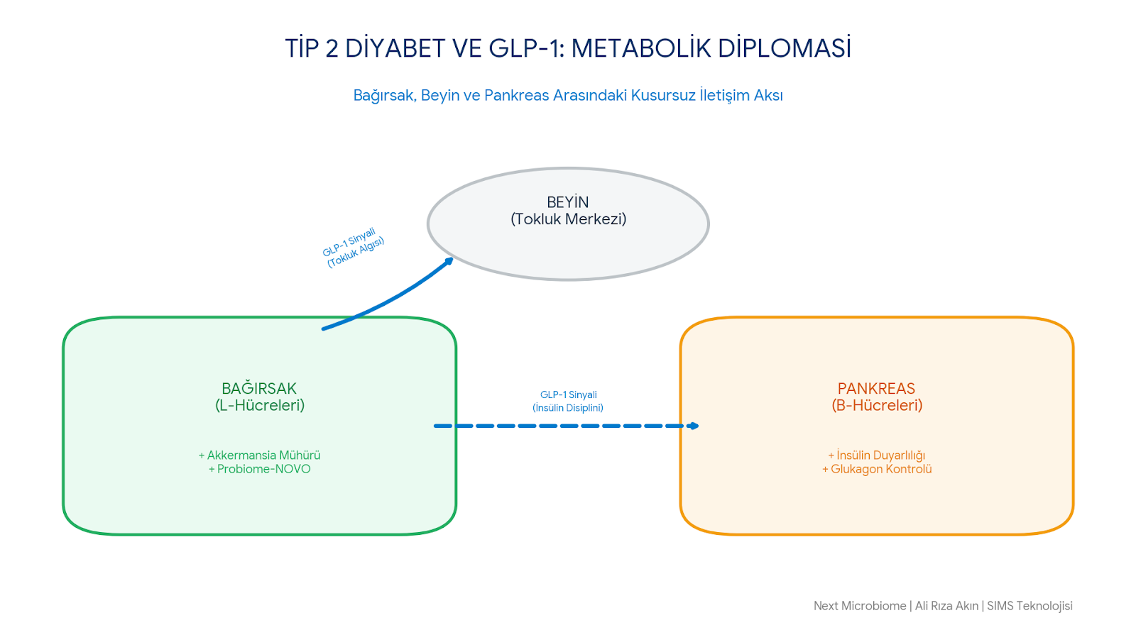Tip 2 Diyabet ve Kan Şekeri Dengesinde GLP-1'in Rolü