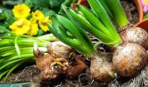 2026 YILINDA “DOĞAL ÇİÇEK SOĞANLARI”NIN İHRACAT DÜZENLEMESİ HAKKINDA