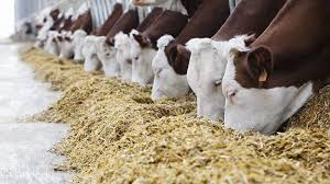 Premiks ve Flakelerin Tesliminde KDV İstisnası uygulanmayacak.