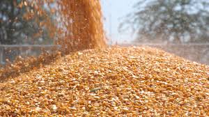 Mısır (Tarım Ürünü) İthalatında Gümrük Vergisi 20 Nisan 2026 – 31 Temmuz 2026 tarihleri arasında %5 olarak uygulanacak.